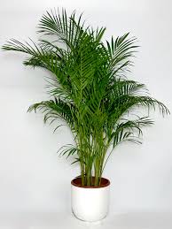 Areca Palm, Chrysalidocarpus lutescens (Indoor) ceramic pot  { 1..2m/1.3m }